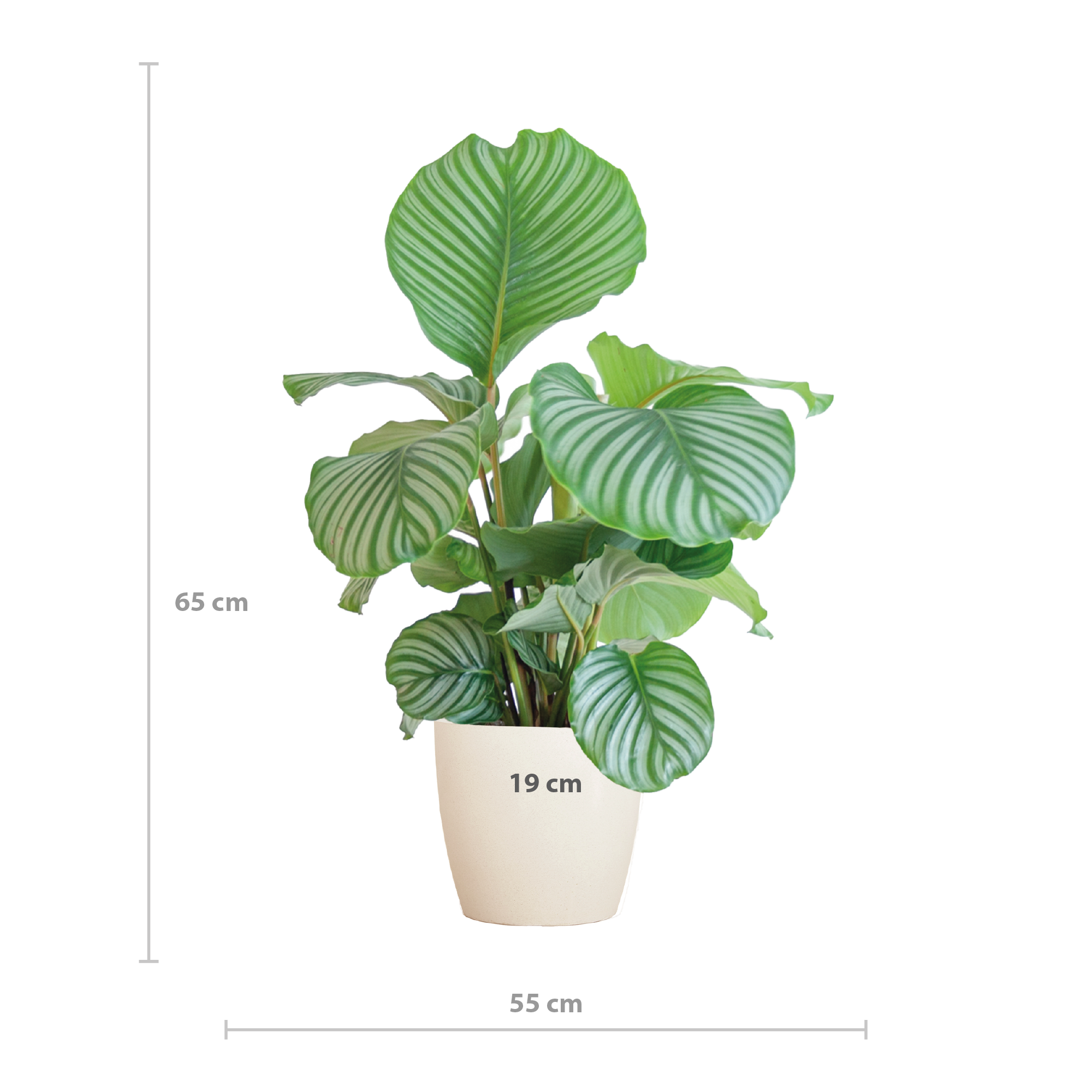 Calathea Orbifolia  mit Viber Weiß  - 65cm - Ø21