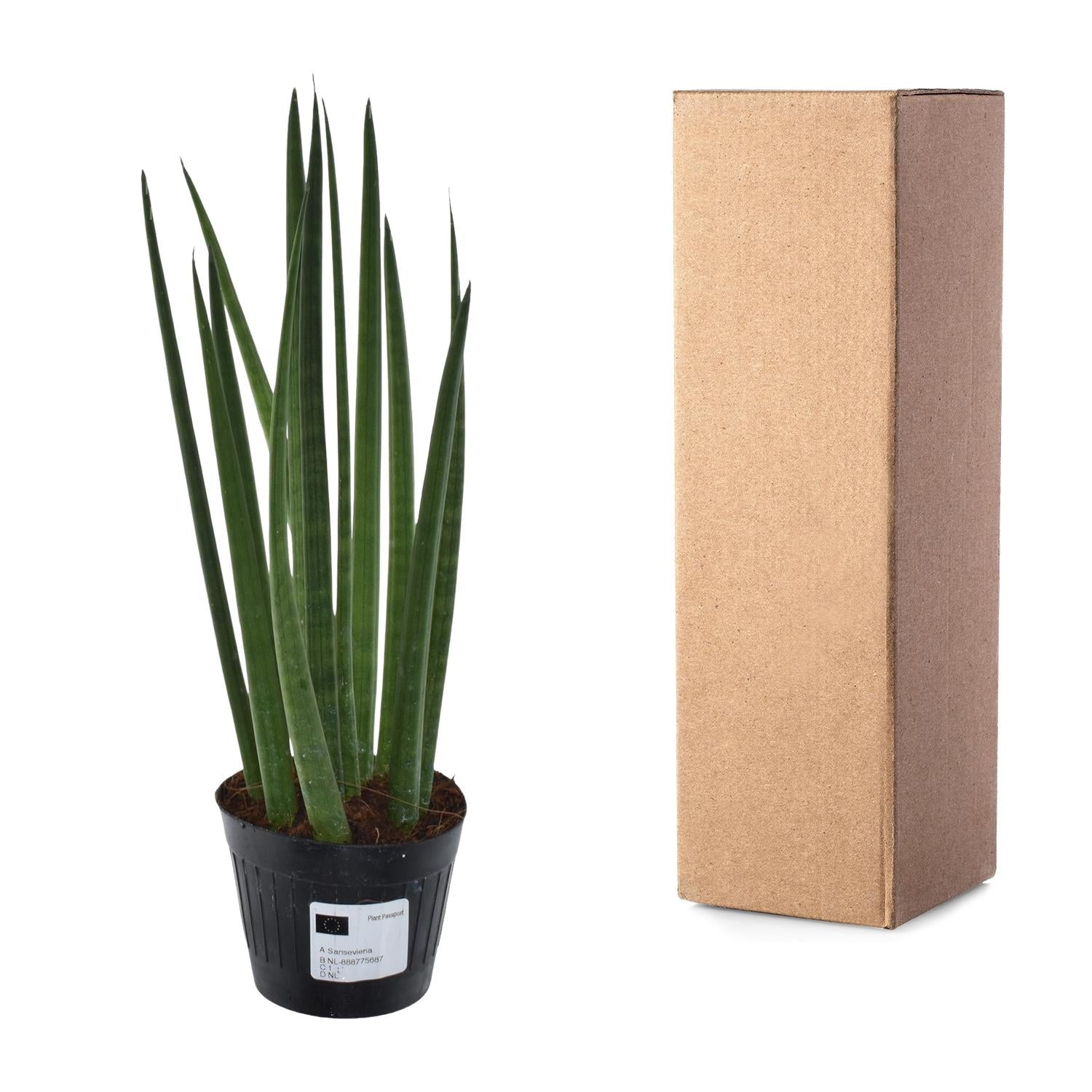 Sansevieria cylindrica &