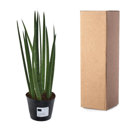 Sansevieria cylindrica &
