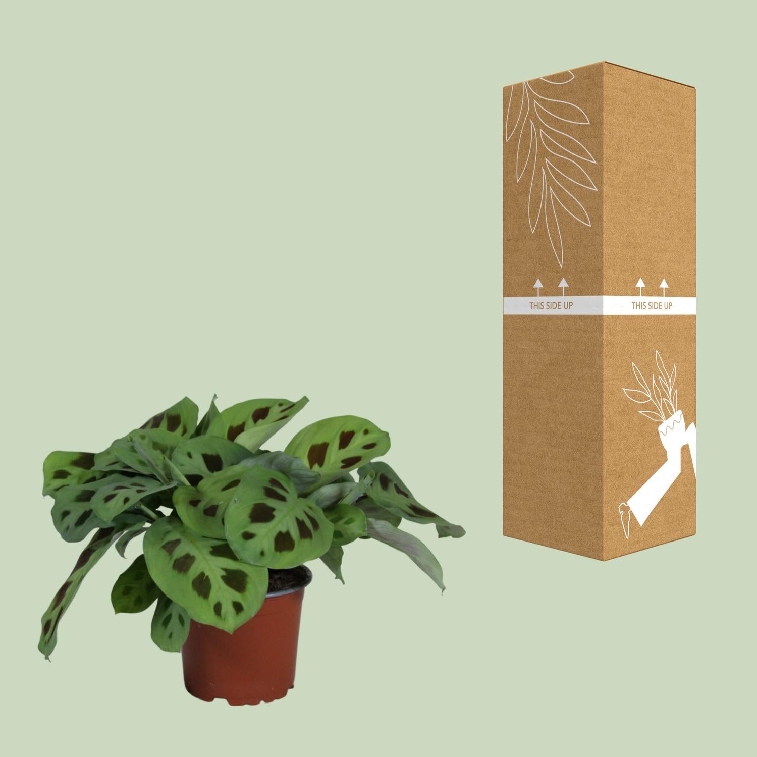 PROMO – Maranta Leuconeura ‘Kerchoveana’ – Gebetspflanze – Ø12 cm – ↕30 cm