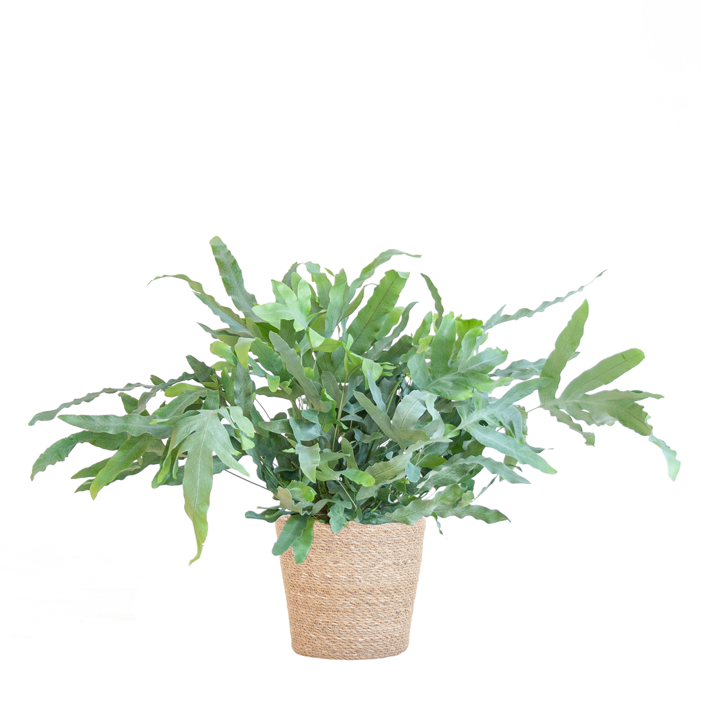 Phlebodium Aureum 'Blue Star' mit Korb Sofia natur - 40cm - Ø17