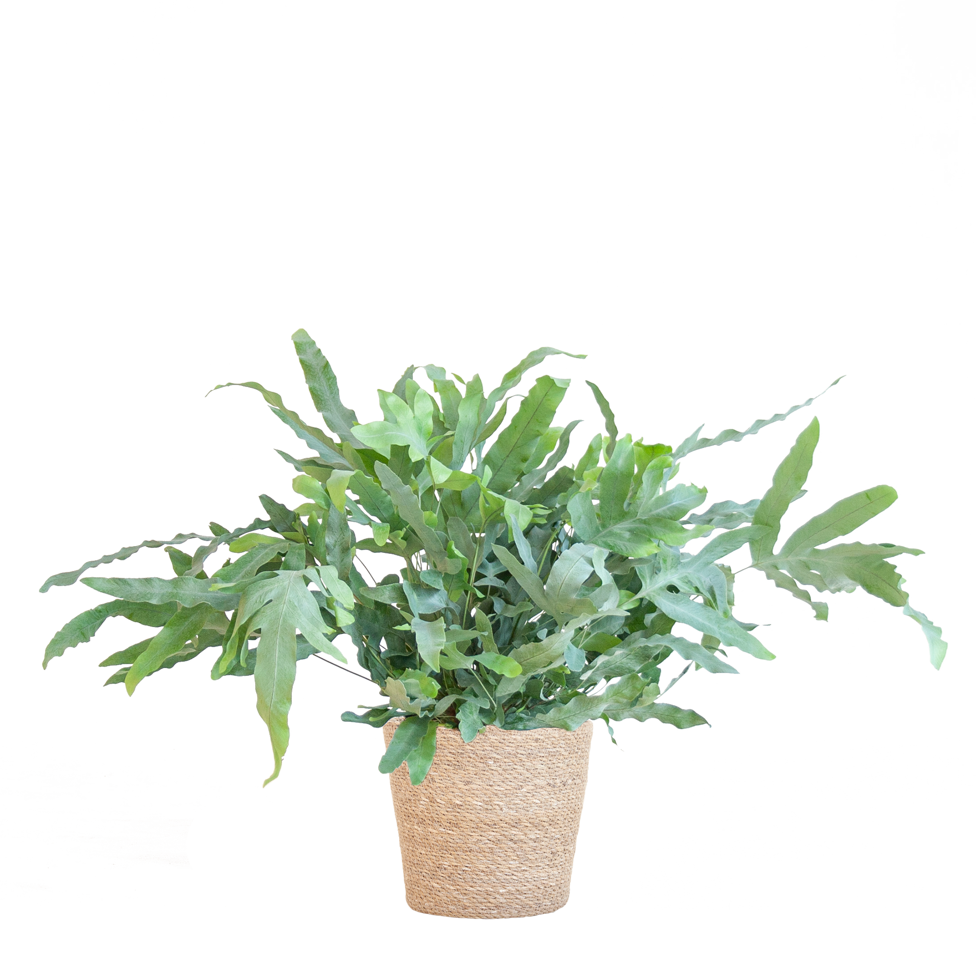Phlebodium Aureum 'Blue Star' mit Korb Sofia natur - 40cm - Ø17