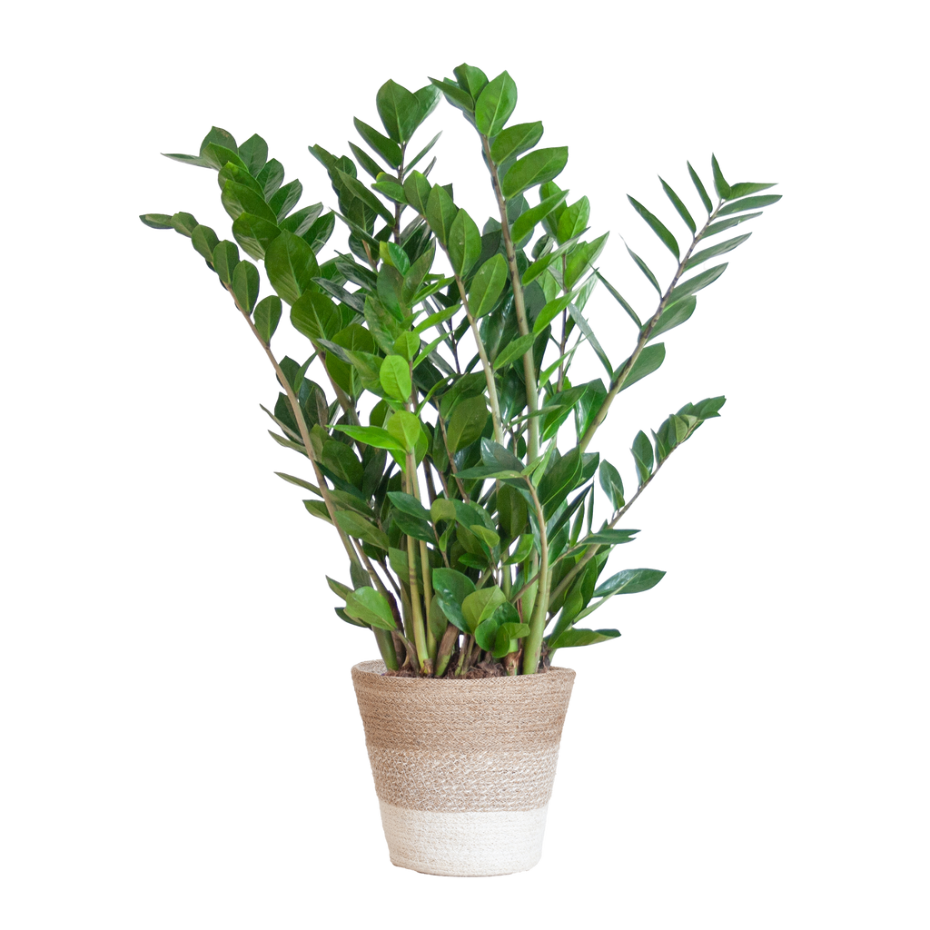 Zamioculcas Zamiifolia mit Pflanzkorb Lissabon weiß  - 80cm - Ø21
