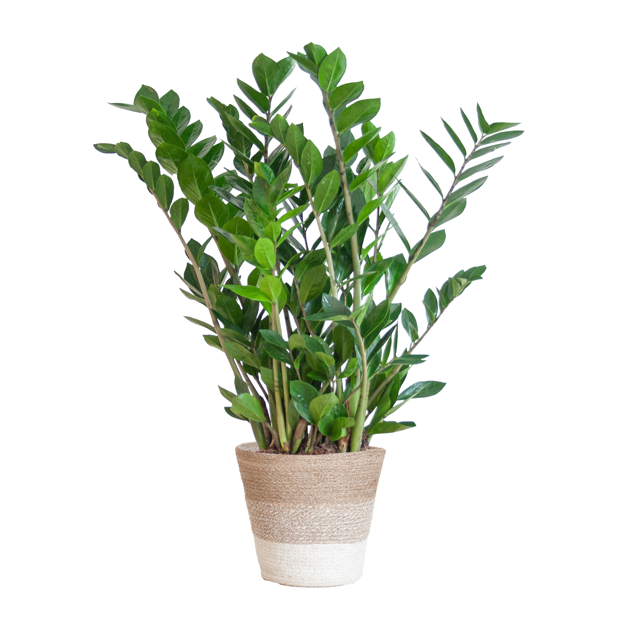 Zamioculcas Zamiifolia mit Pflanzkorb Lissabon weiß  - 80cm - Ø21