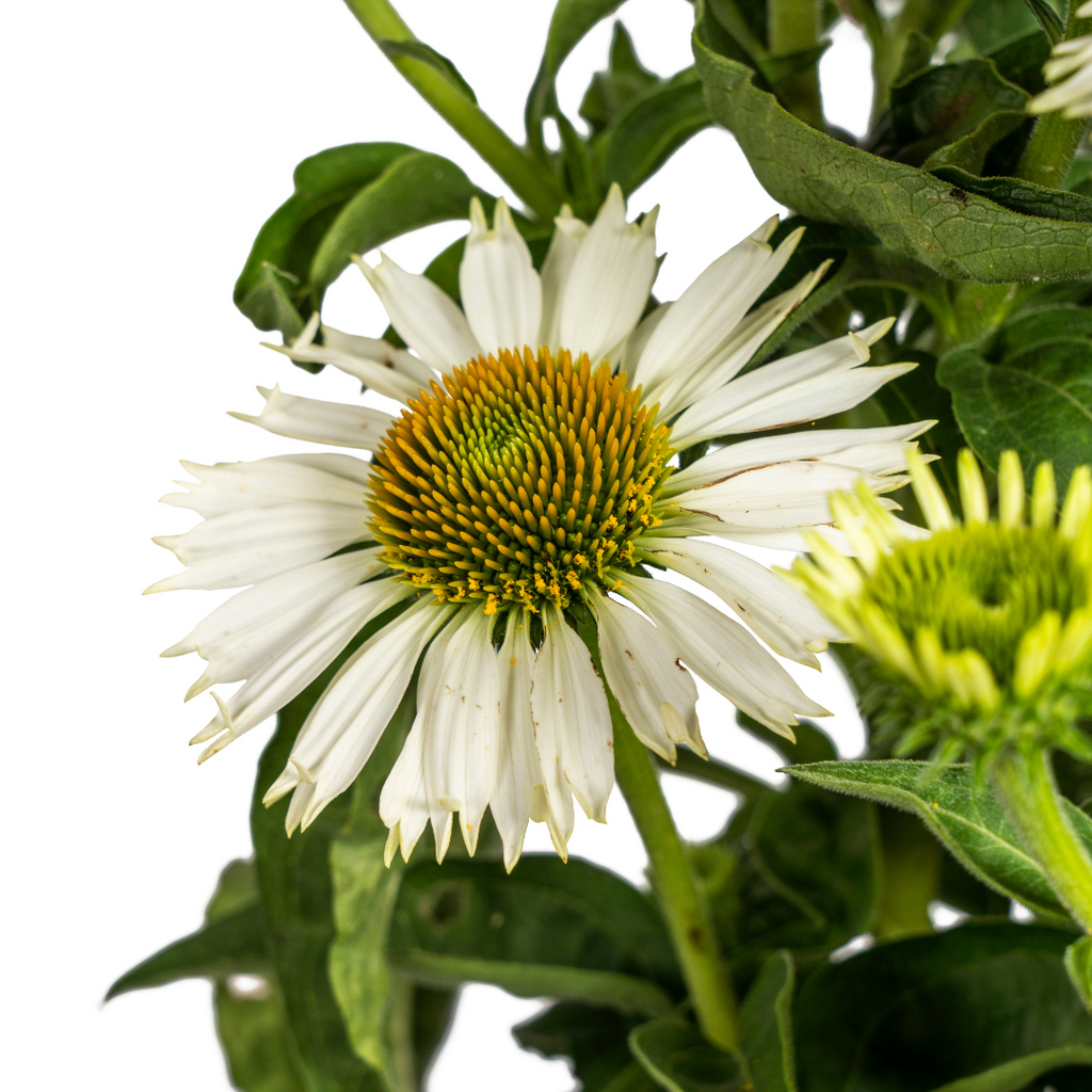 Echinacea purpurea White Ø19cm - ↕60 - 70cm
