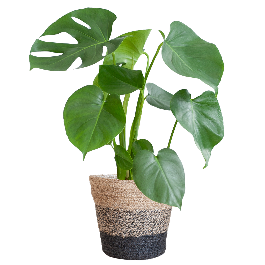 Monstera Deliciosa mit dem Lissabon-Schwarzkorb - 50cm - Ø17
