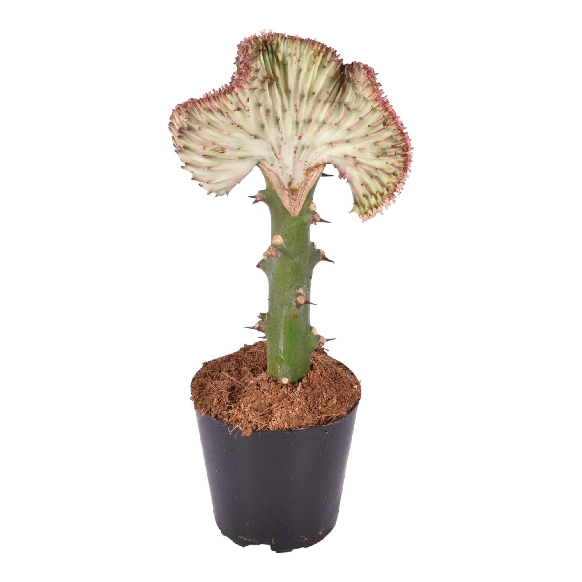 Euphorbia lactea Cristata – Exotische grün, dekorative Zimmerpflanze Ø12cm - ↕35cm