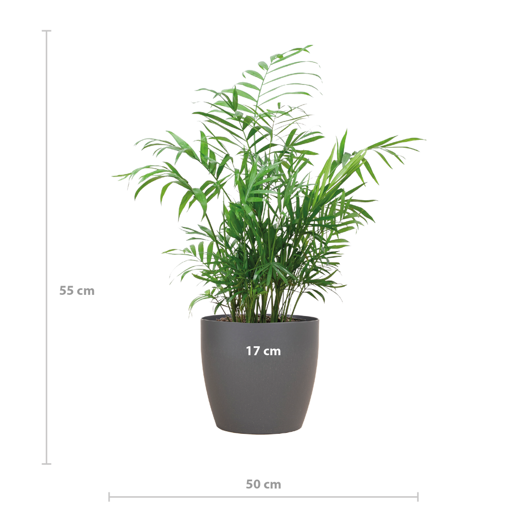 Chamadorea Elegans mit Viber Grau - 55cm - Ø17
