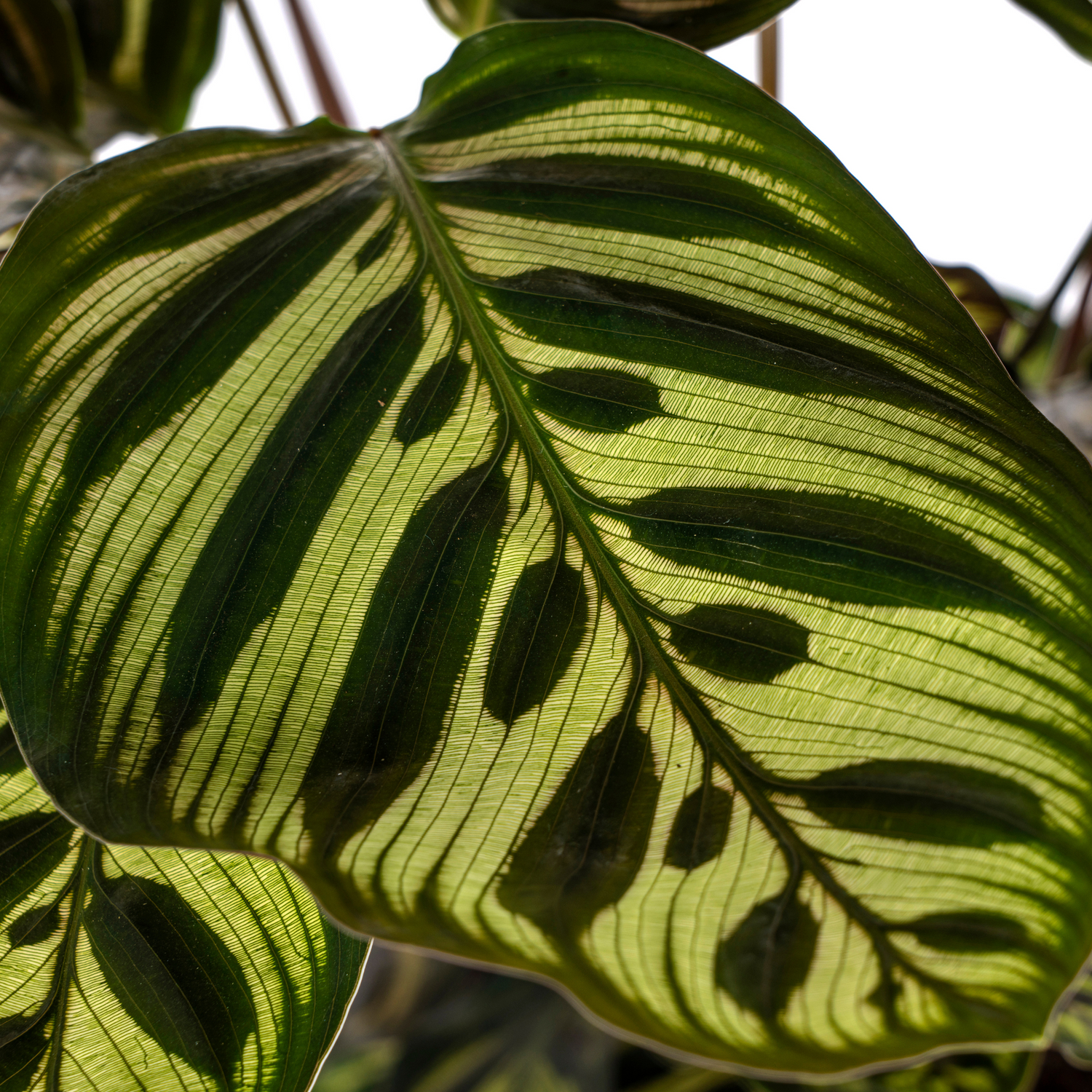 PROMO – Calathea Makoyana – Pfauenpflanze – Ø17 cm – ↕40–50 cm – Tropische Zimmerpflanze