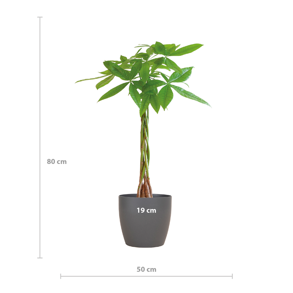 Pachira Aquatica mit Viber Grau - 80cm - Ø21