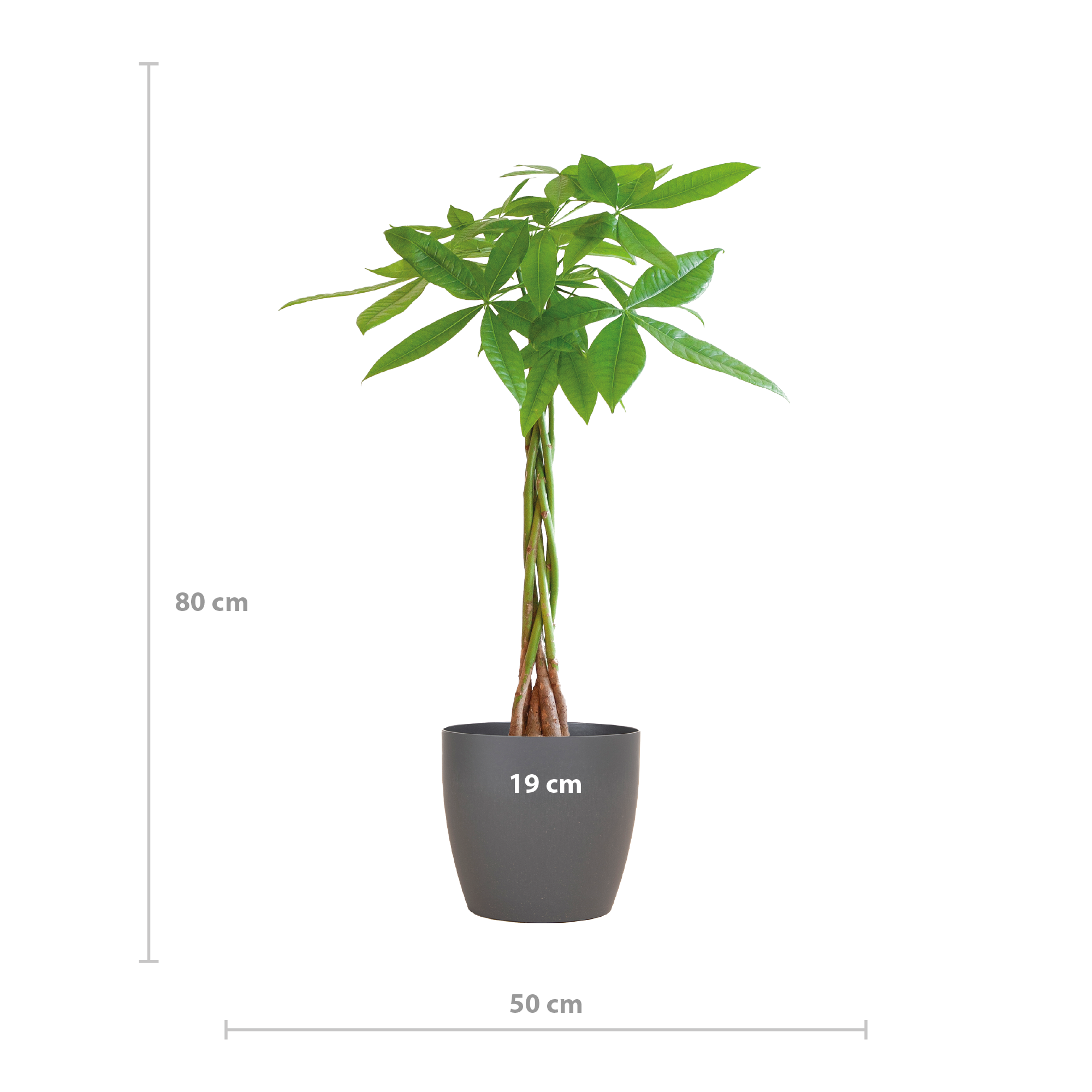Pachira Aquatica mit Viber Grau - 80cm - Ø21