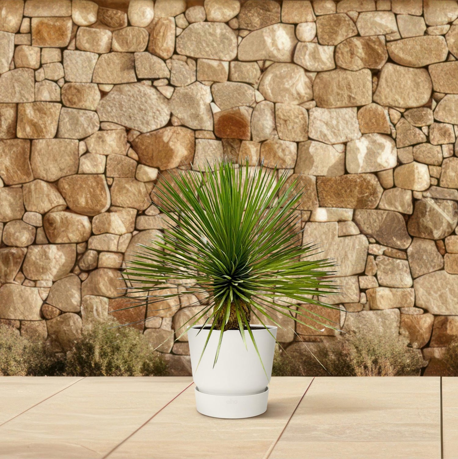 Yucca Palme Rostrata  – Exklusive, mediterrane Zimmerpflanze - Ø27cm - ↕70cm