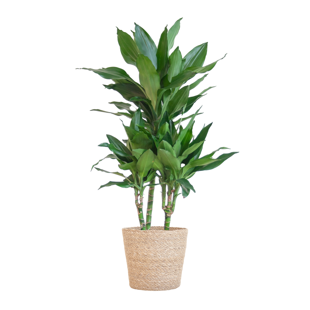 Dracaena  Janet Lindt mit Sofia-Korb natur - 95cm - Ø21