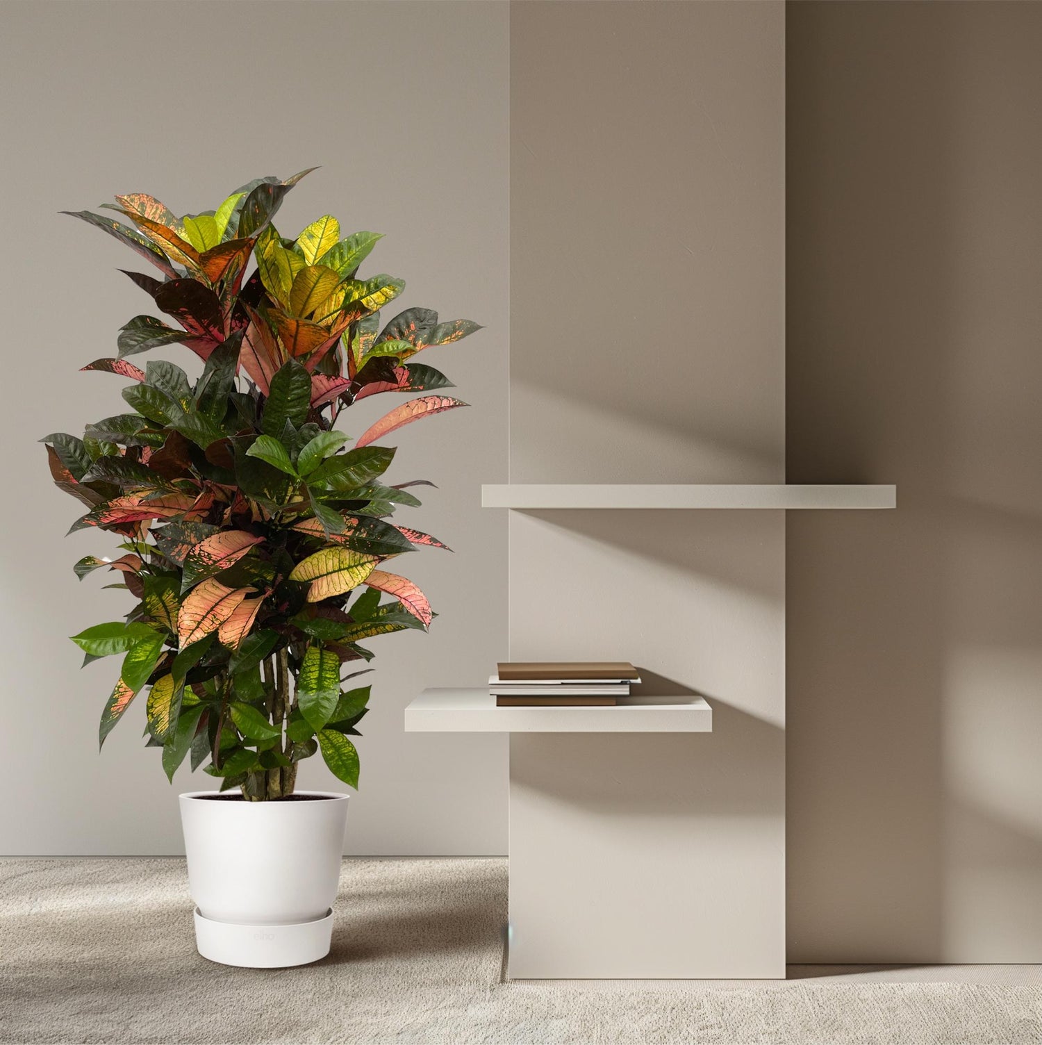 Codiaeum Iceton (Croton) – Bunte, dekorative Zimmerpflanze ø24cm - ↕120cm