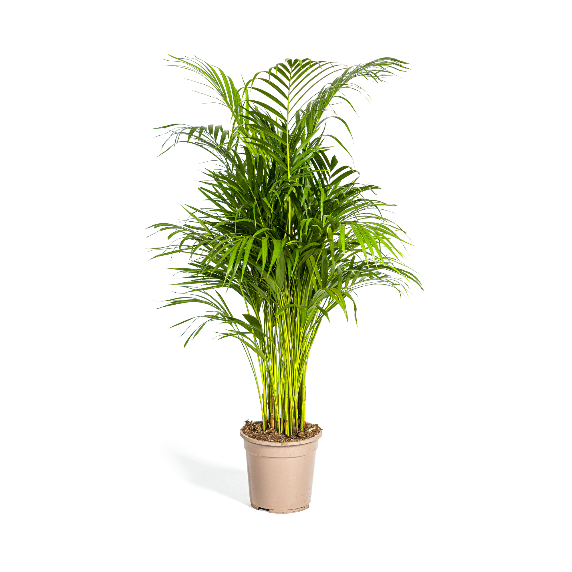 Dypsis Areca Lutescens (Areca-Palme / Goldfruchtpalme) Ø21cm - ↕100 - 120cm