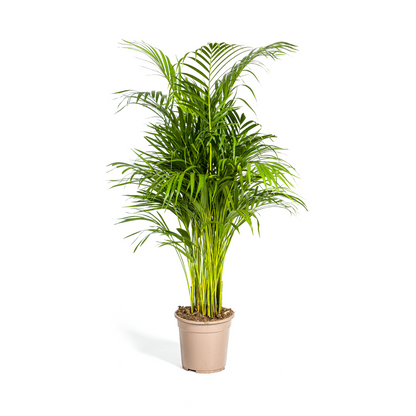 Dypsis Areca Lutescens (Areca-Palme / Goldfruchtpalme) Ø21cm - ↕100 - 120cm