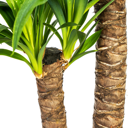 Yucca Palme Elephantipes – Robuste, moderne Zimmerpflanze Ø19cm - ↕70 - 90cm