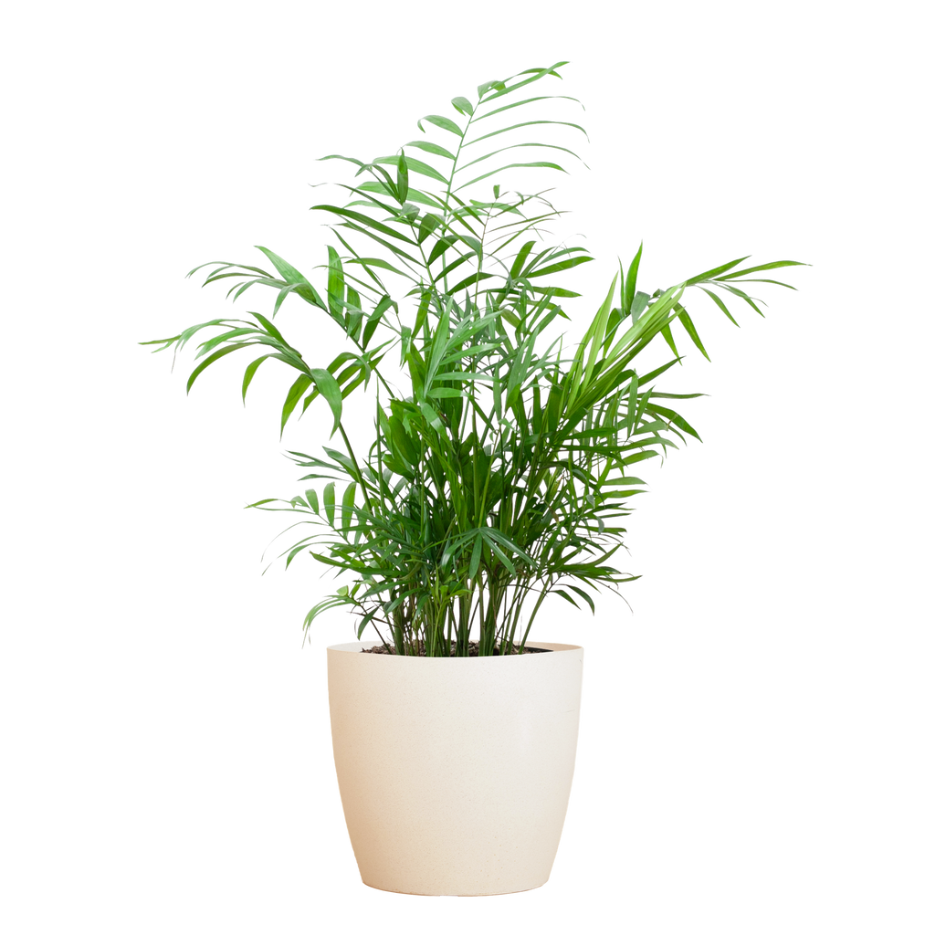 Chamadorea Elegans mit Viber weiß - 55cm - Ø17