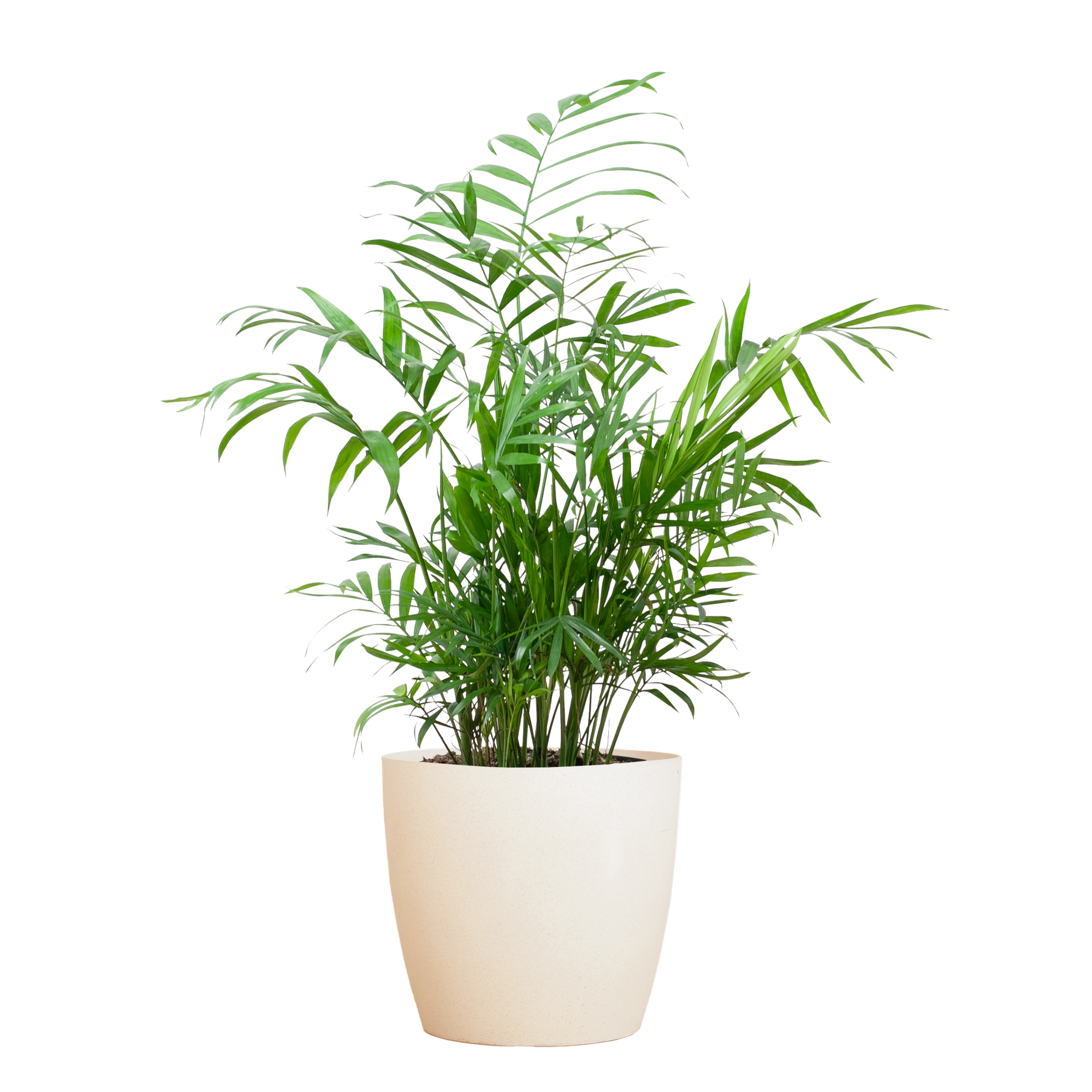 Chamadorea Elegans mit Viber weiß - 55cm - Ø17
