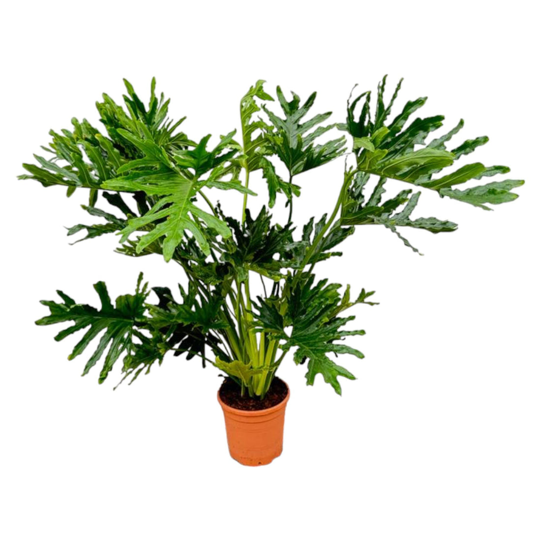 Philodendron Selloum, tropische Zimmerpflanze mit tief gelappten Blättern - ø24cm - ↕100 cm
