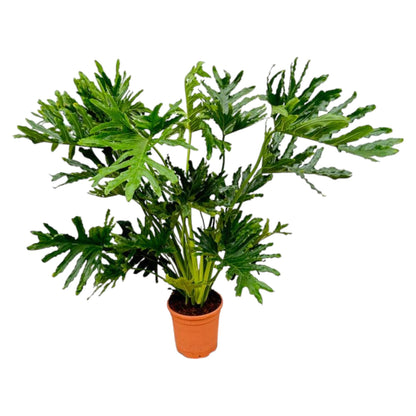 Philodendron Selloum, tropische Zimmerpflanze mit tief gelappten Blättern - ø24cm - ↕100 cm