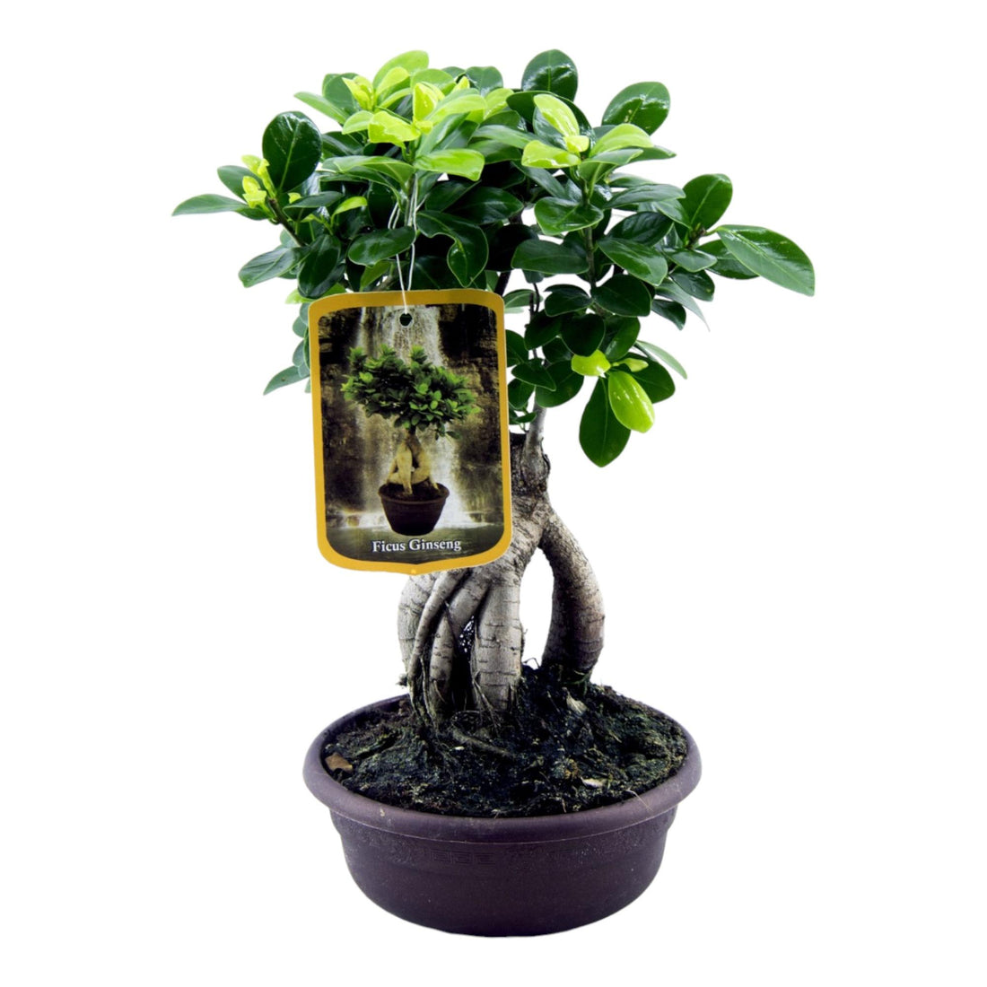Ficus Microcarpa Ginseng – Exklusive Bonsai Zimmerpflanze ø17cm - ↕30cm