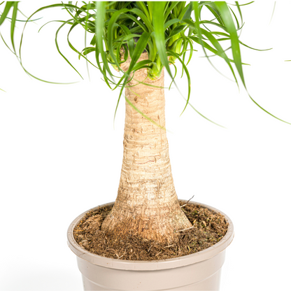 Beaucarnea Recurvata am Stamm – Exklusive Zimmerpflanze mit dekorativem Stamm Ø17cm - ↕40 - 60cm