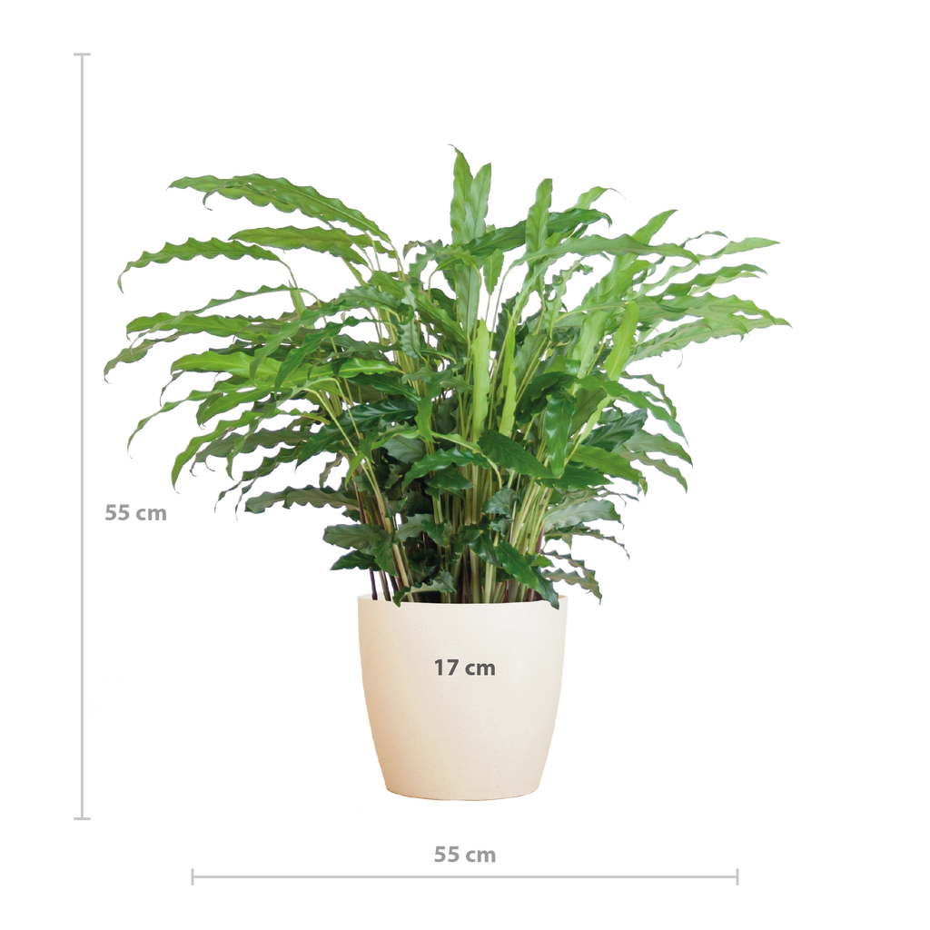 Calathea Rufibarba mit Viber weiß - 55cm - Ø17