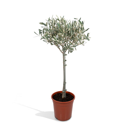 Europaea auf Stamm – Olivenbaum – Ø19 cm – ↕90 cm – Mediterrane Pflanze