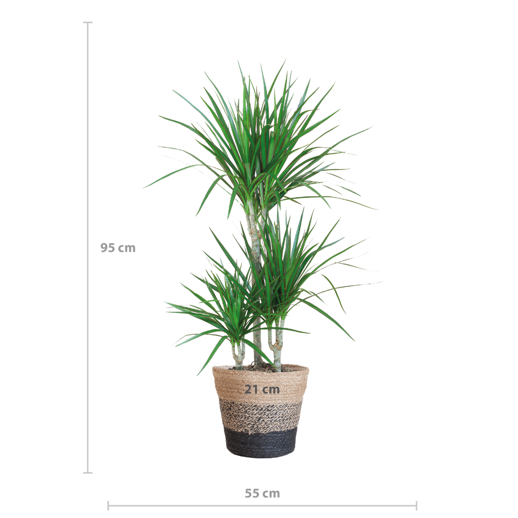 Dracaena Marginata mit Lissabon Schwarz Korb - 95cm - Ø21