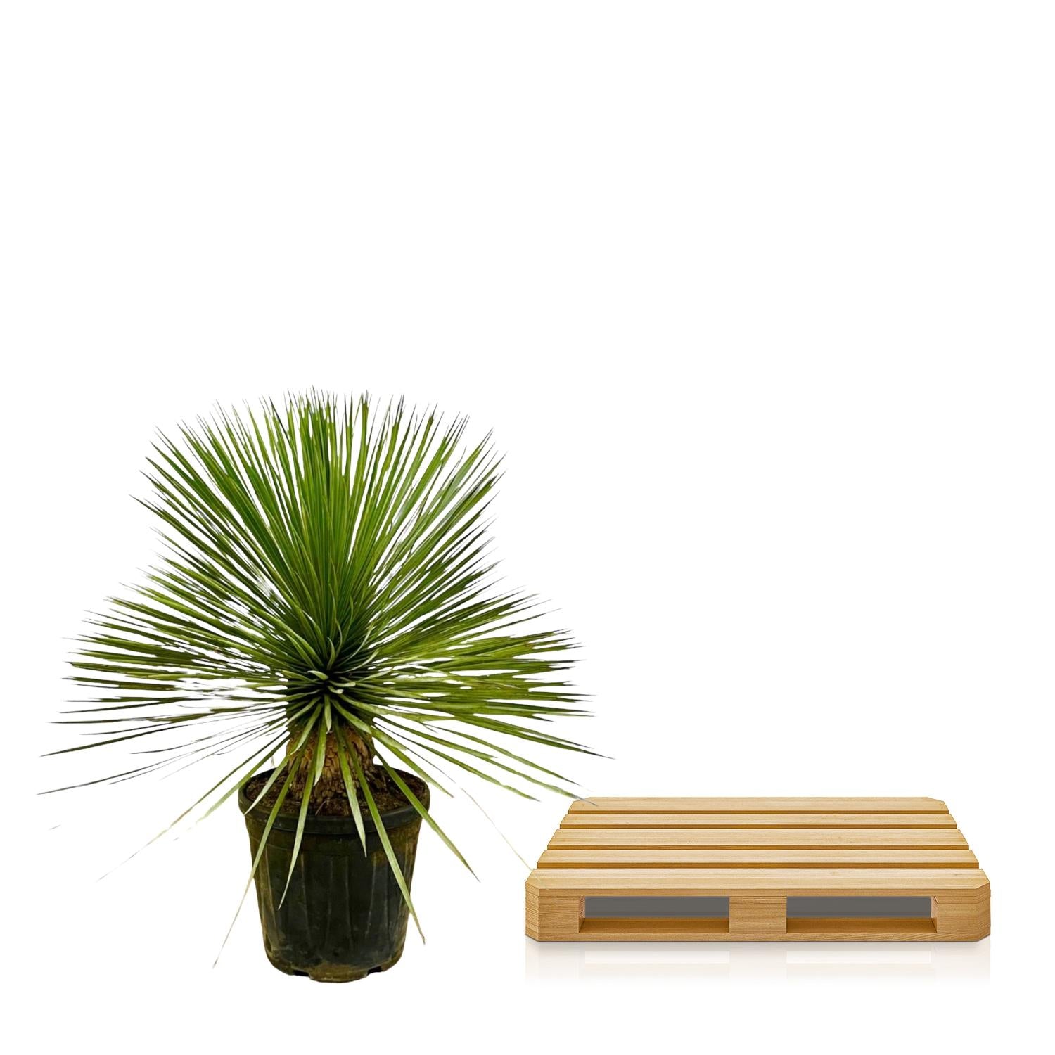 Yucca Palme Rostrata  – Exklusive, mediterrane Zimmerpflanze - Ø27cm - ↕70cm