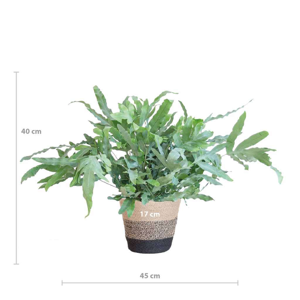 Phlebodium Aureum 'Blue Star' mit Korb Lissabon schwarz - 40cm - Ø17