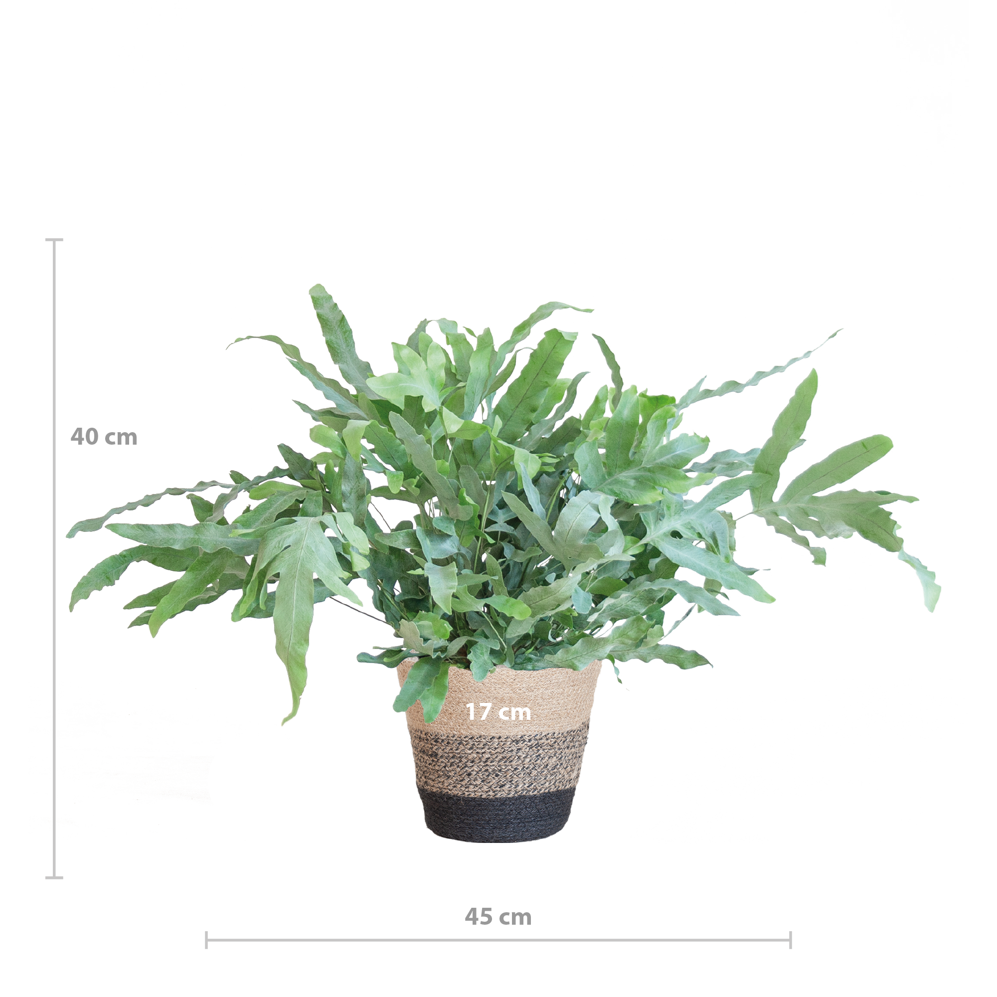 Phlebodium Aureum 'Blue Star' mit Korb Lissabon schwarz - 40cm - Ø17