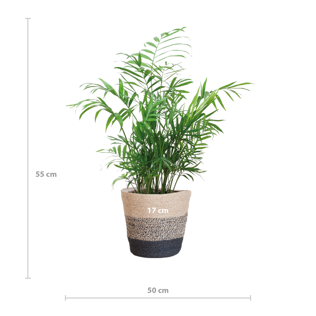 Chamadorea Elegans met Mand Lissabon Schwarz - 55cm - Ø17