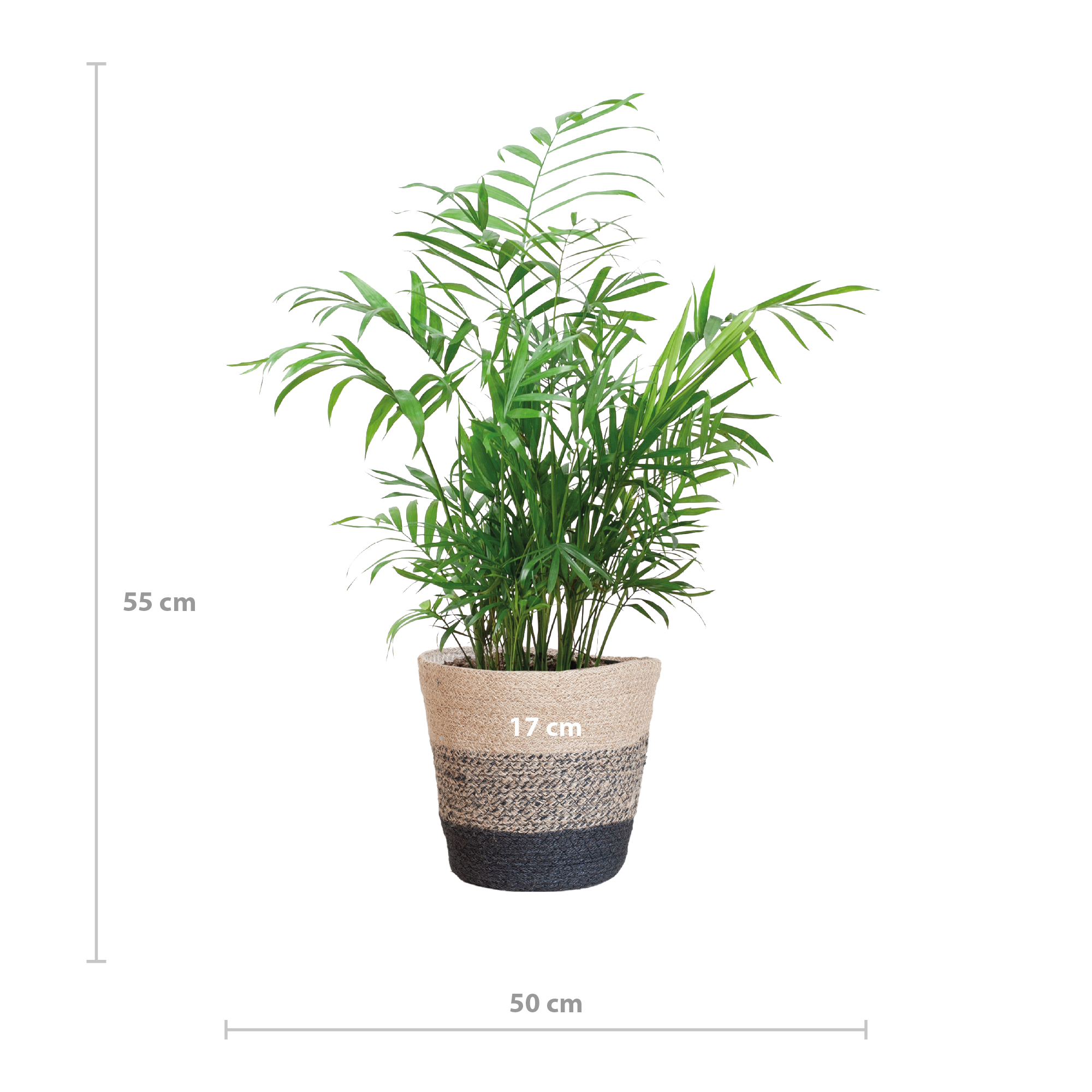Chamadorea Elegans met Mand Lissabon Schwarz - 55cm - Ø17