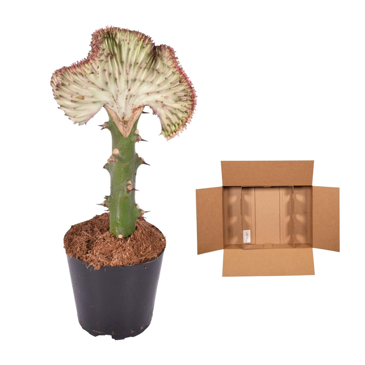 Euphorbia lactea Cristata – Exotische rot, dekorative Zimmerpflanze Ø12cm - ↕30cm