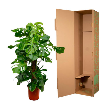 Monstera Deliciosa XXL – Große, exotische Zimmerpflanze ø27 - ↕150cm