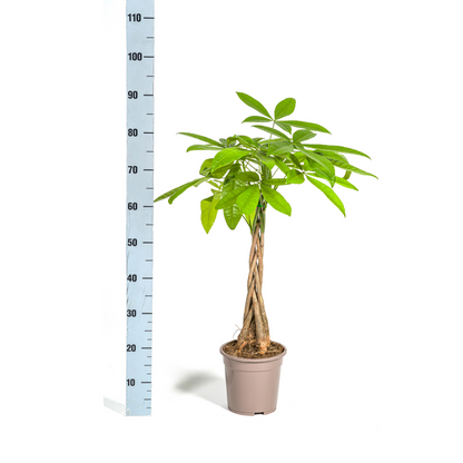 Pachira Aquatica – Exklusive Zimmerpflanze mit geflochtenem Stamm Ø20cm - ↕170cm