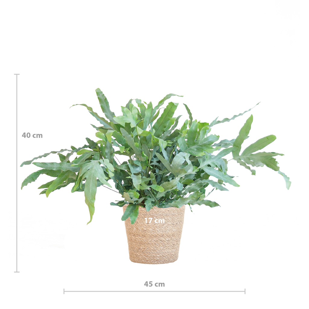 Phlebodium Aureum 'Blue Star' mit Korb Sofia natur - 40cm - Ø17