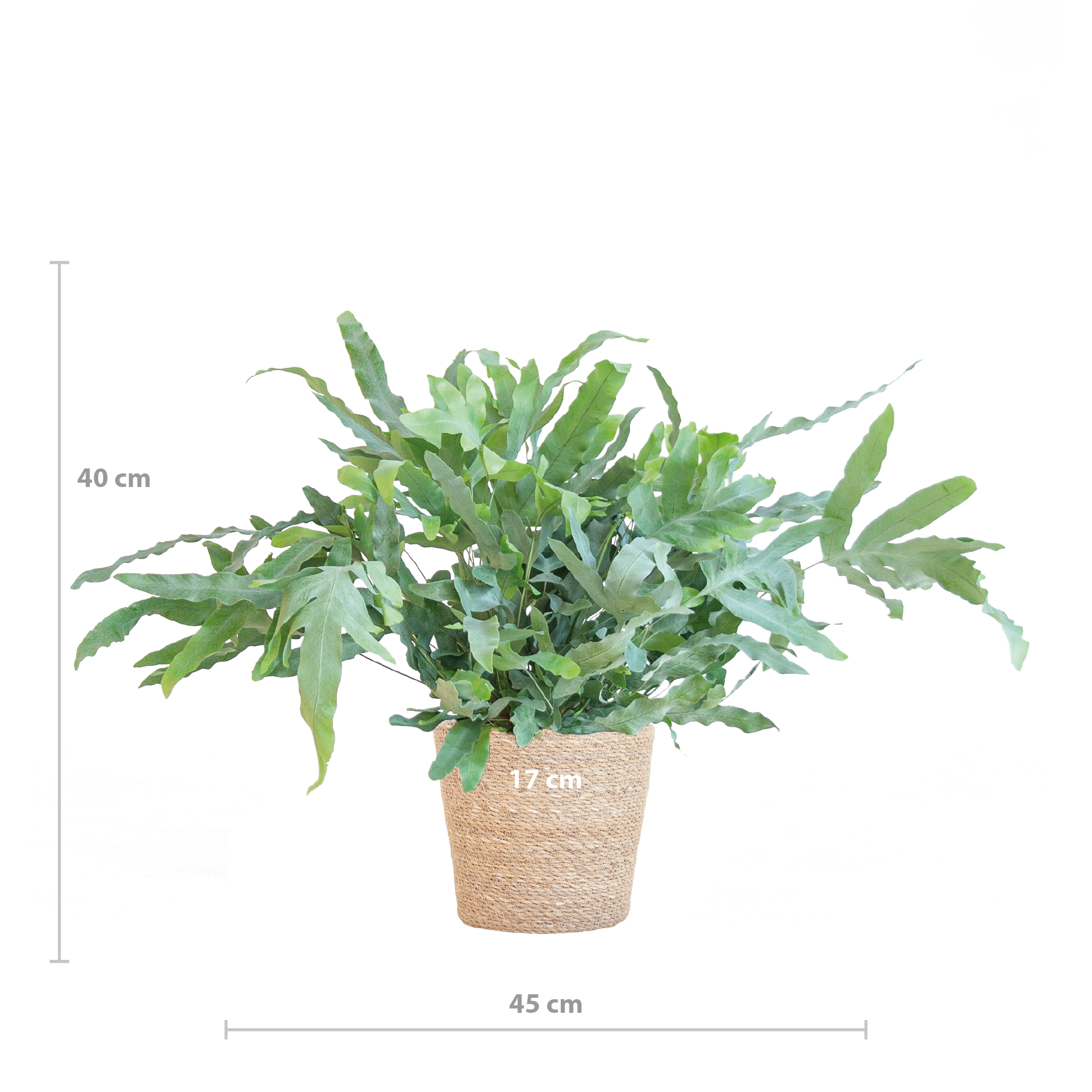 Phlebodium Aureum 'Blue Star' mit Korb Sofia natur - 40cm - Ø17