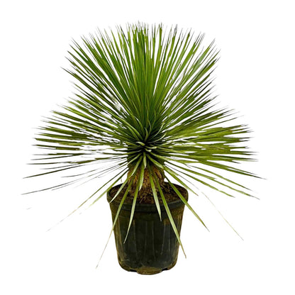 Yucca Palme Rostrata  – Exklusive, mediterrane Zimmerpflanze - Ø27cm - ↕70cm