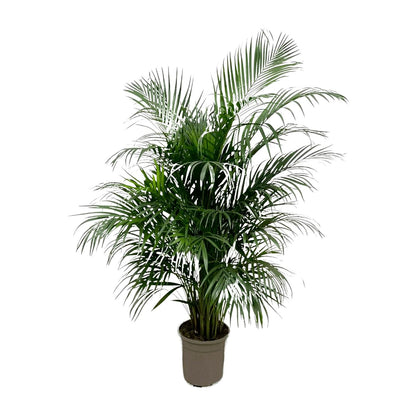 Dypsis Areca Lutescens (Areca-Palme / Goldfruchtpalme) 150 cm - ø24