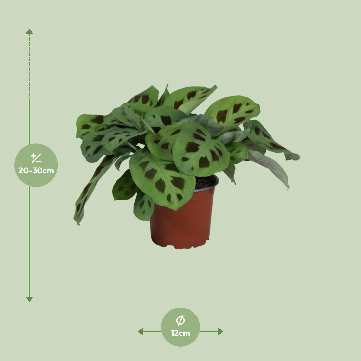 PROMO – Maranta Leuconeura ‘Kerchoveana’ – Gebetspflanze – Ø12 cm – ↕30 cm
