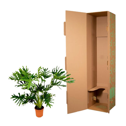 Philodendron Selloum, tropische Zimmerpflanze mit tief gelappten Blättern - ø24cm - ↕100 cm