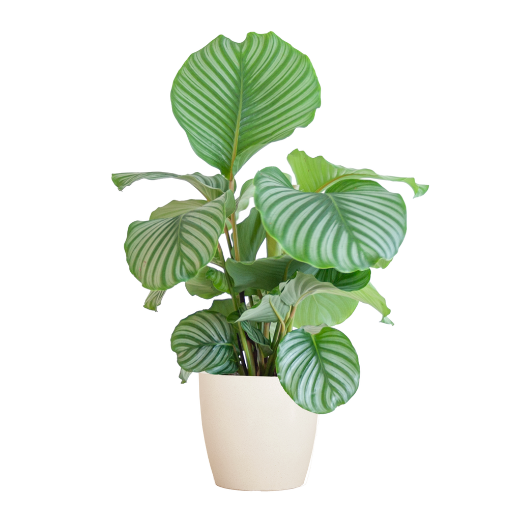 Calathea Orbifolia  mit Viber Weiß  - 65cm - Ø21