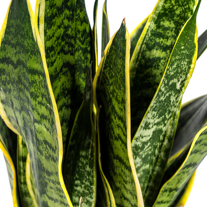 Sansevieria Trifasciata Futura Superba – Pflegeleichte Zimmerpflanze Ø17cm - ↕45 - 55cm