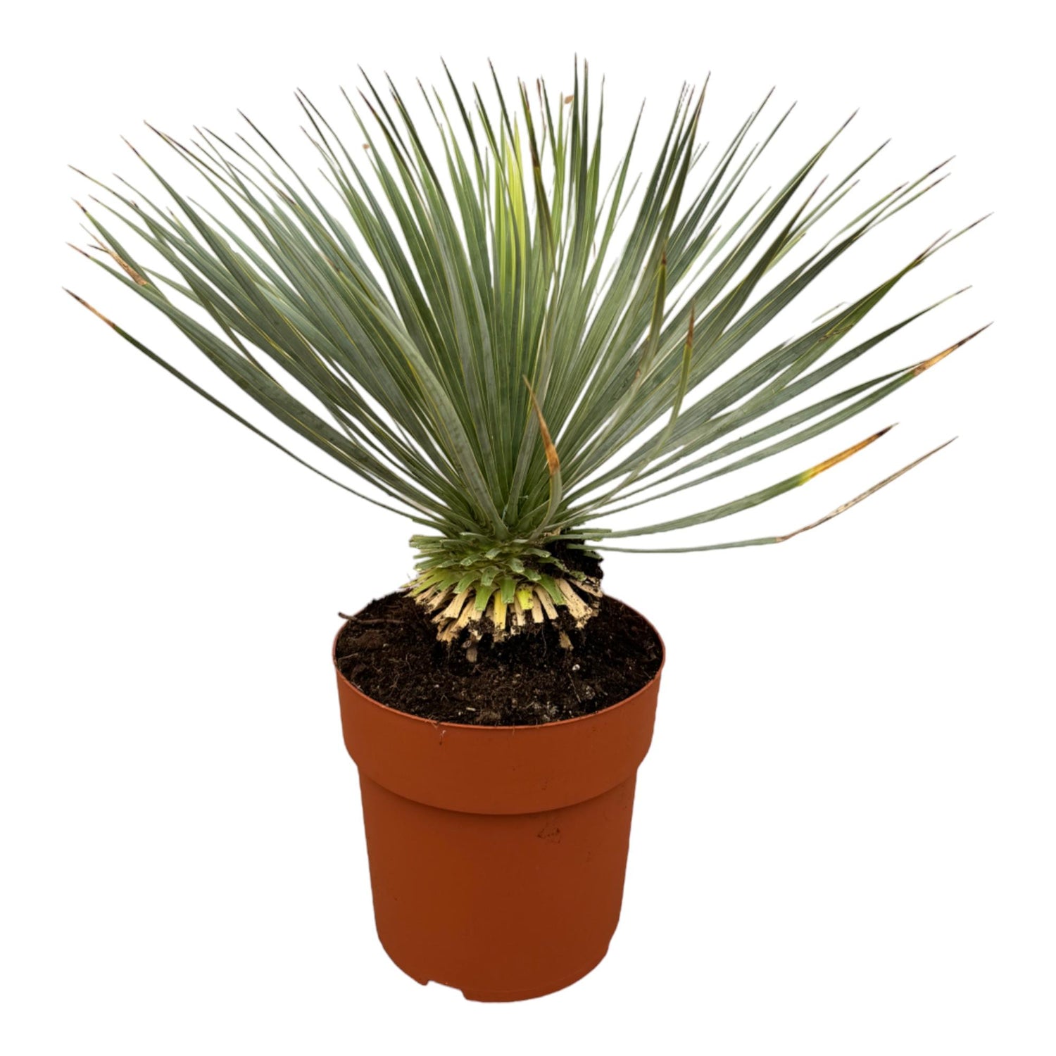 Yucca Palme Rostrata  – Exklusive, mediterrane Zimmerpflanze - Ø27cm - ↕70cm