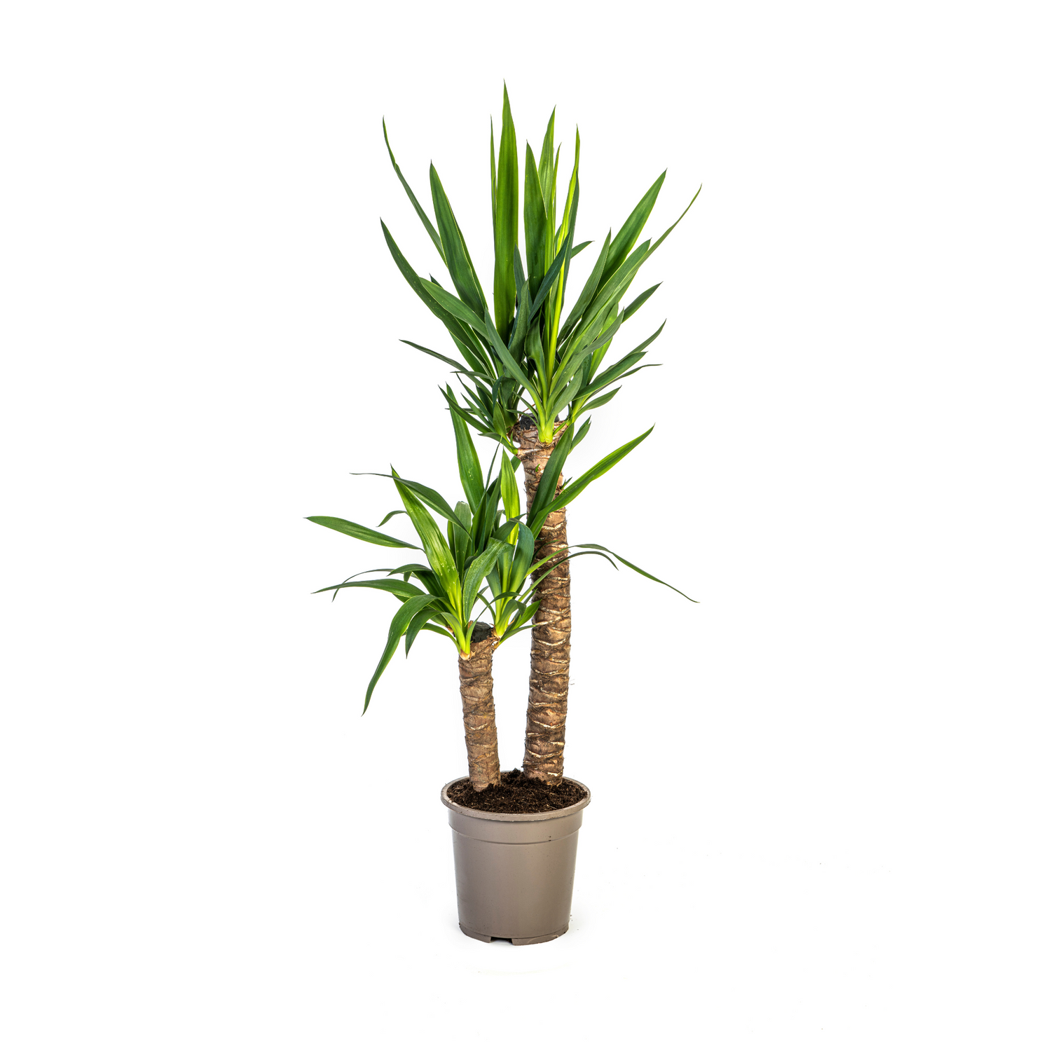 Yucca Palme Elephantipes – Robuste, moderne Zimmerpflanze Ø19cm - ↕70 - 90cm