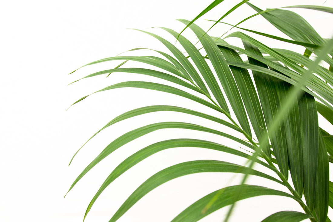 Kentia Palme – Elegante, pflegeleichte Zimmerpalme ø24cm - ↕160cm