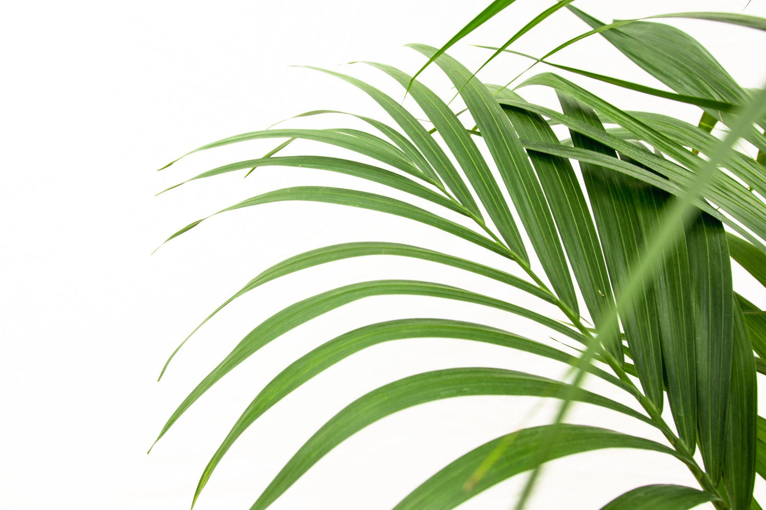 Kentia Palme – Elegante, pflegeleichte Zimmerpalme ø24cm - ↕160cm